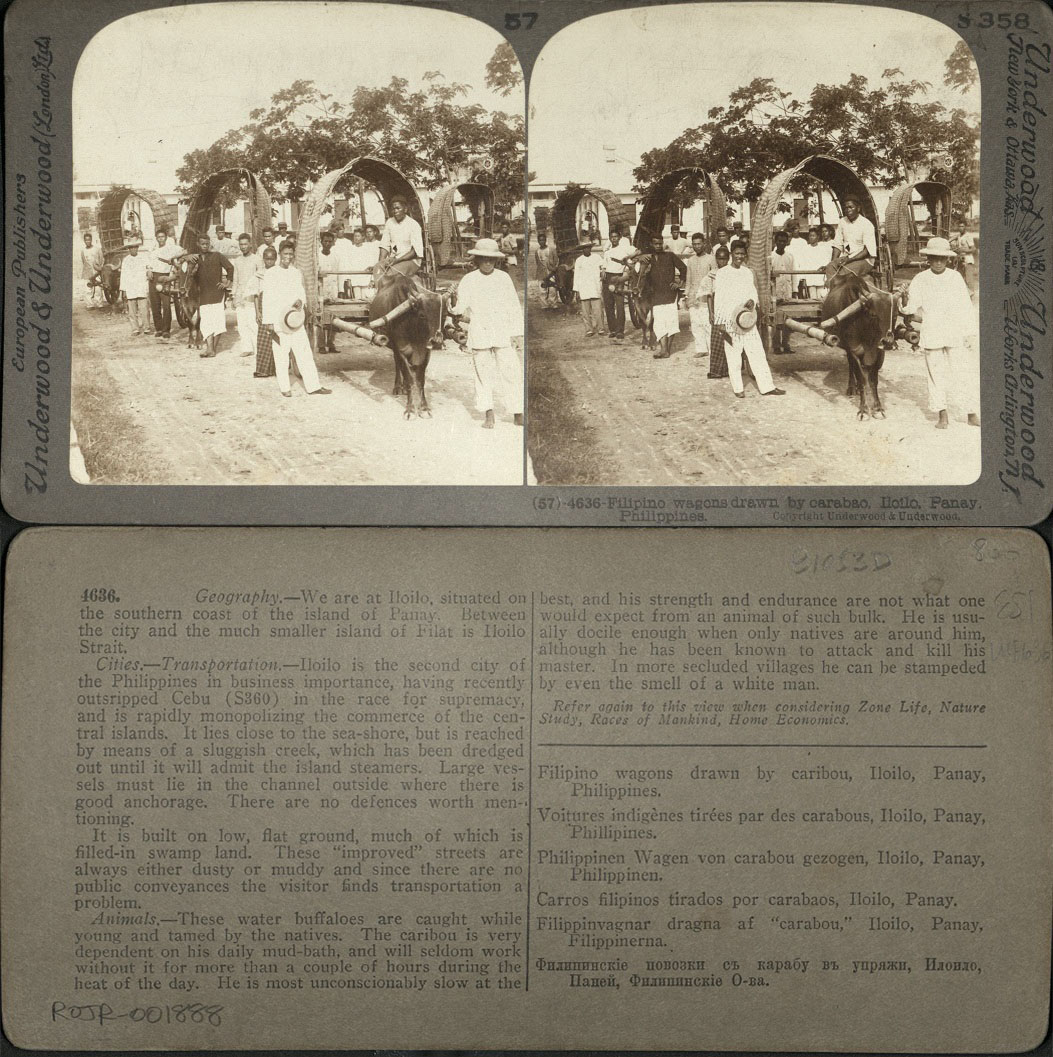 Filipino wagons drawn by carabao, Iloilo, Panay, Philippines.